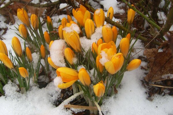 Tulipas amarelas na neve