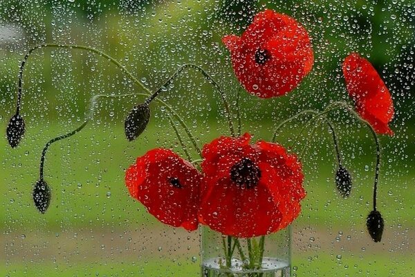 Bouquet. Red poppies in a vase