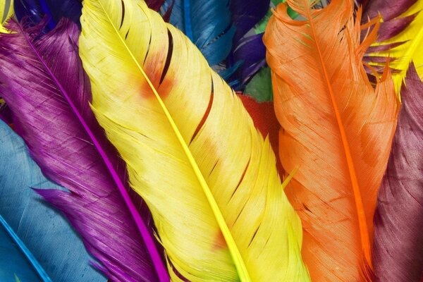 Colorful feathers, bright natural colors