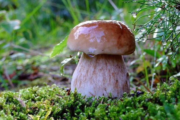 Schicker wuchs Pilz im Wald