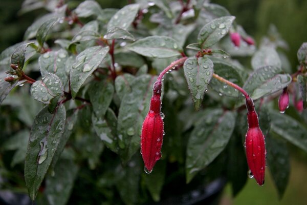 Flowers in drops. Garden.. Nature