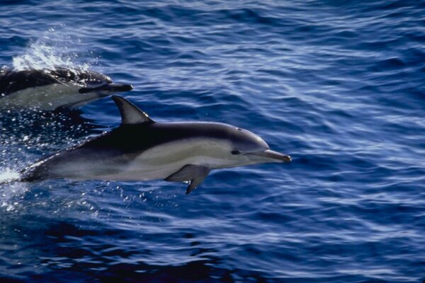 Delfini che nuotano nel mare blu