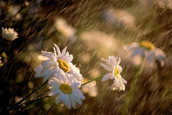 Chamomile flowers are pollinated in summer