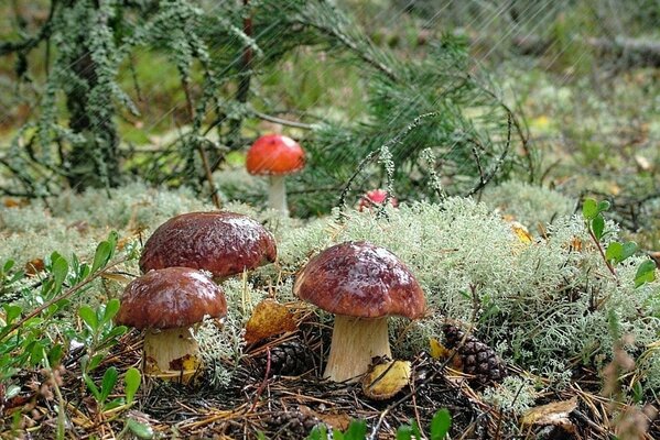 Autumn boletus in the forest forest