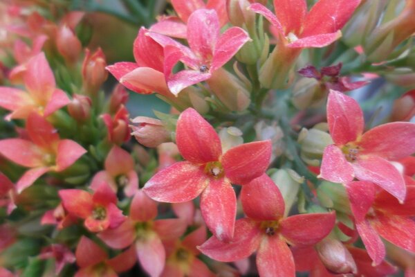 Bouquet délicat pour une personne douce