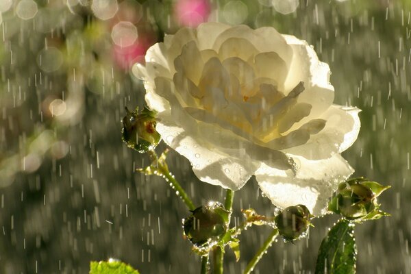 Flor en la lluvia de verano