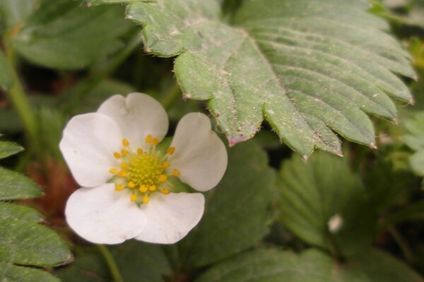 Wild berry flower among the leaves in nature