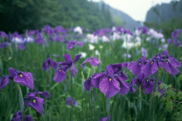 Blumen mit Morgentau