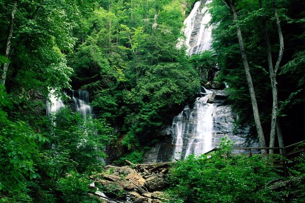 Cascada en medio del bosque verde