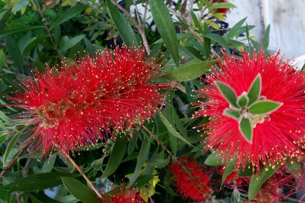 Rote flauschige Blume im Garten