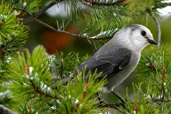 Pájaro salvaje, foto en la naturaleza