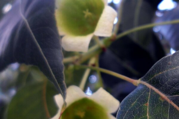 Lindas folhas e flores da natureza