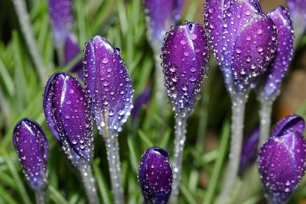 die belebte Natur. Lila Blumen auf der Wiese