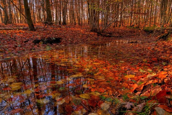 Colori di autunno versati nel torrente