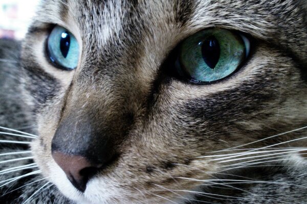 Beautiful eyes of a fluffy cat