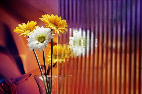 Colorful daisies in a glass vase