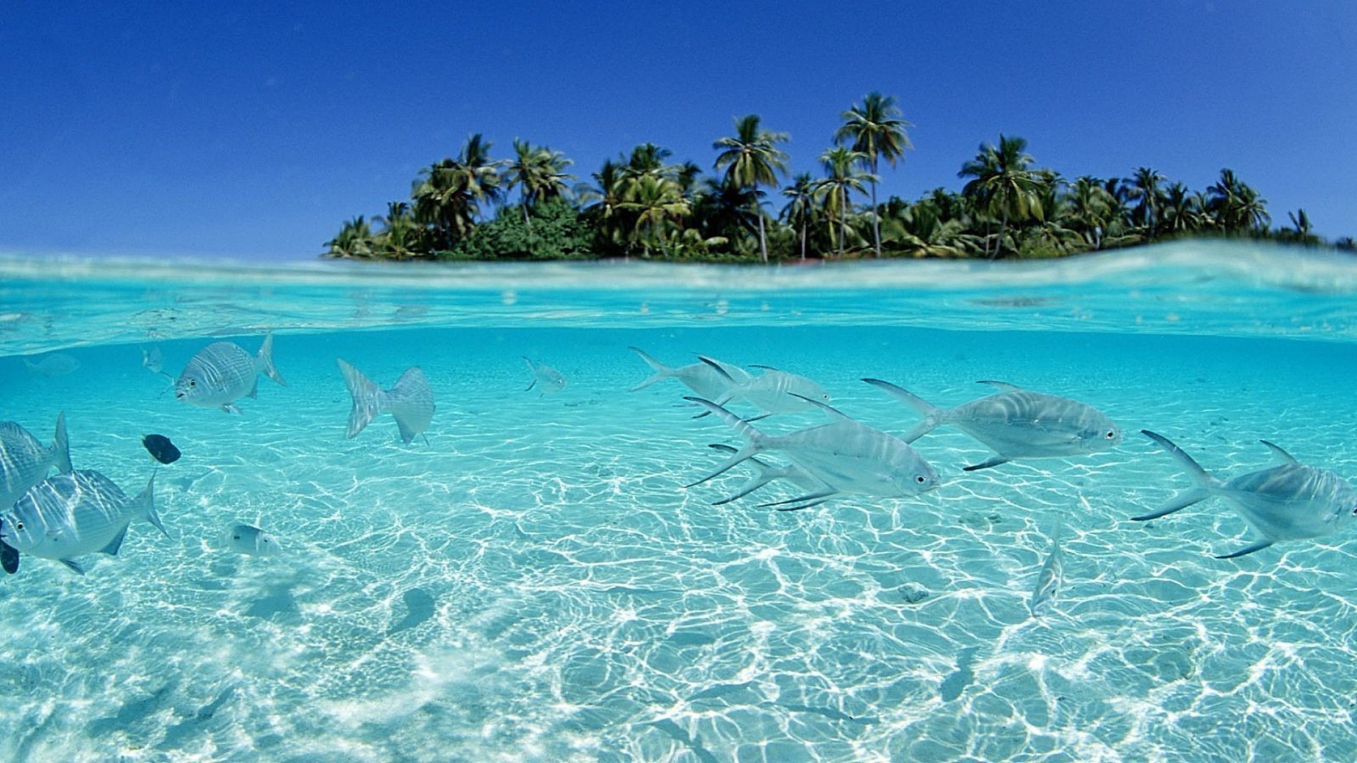 animali acqua tropicale oceano vacanza turchese viaggi sabbia mare isola spiaggia esotico paesaggio estate corallo idillio sole nuoto paradiso relax bel tempo