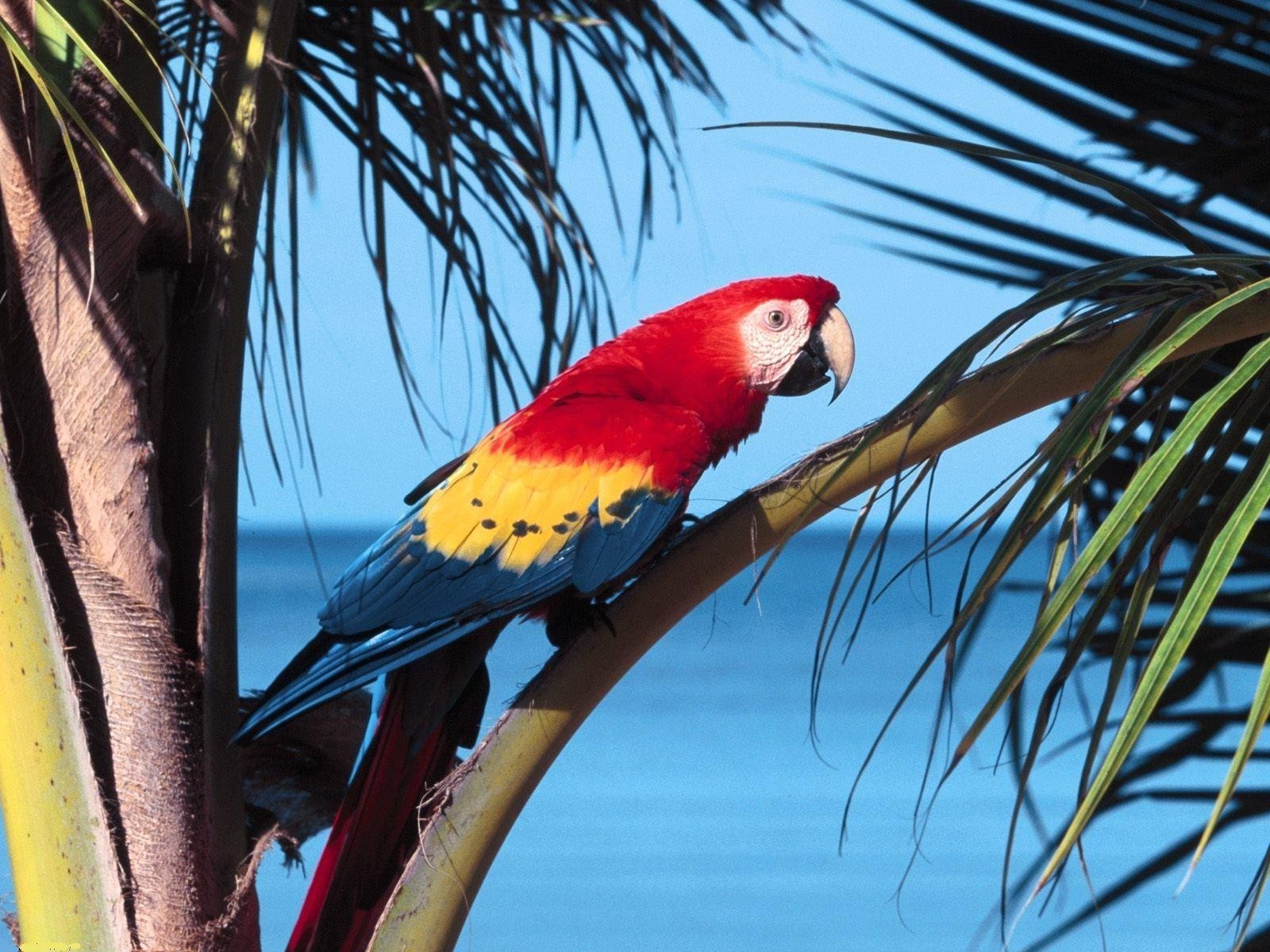 animals bird parrot tropical wildlife exotic macaw nature avian color feather tree beak wing parakeet wild outdoors