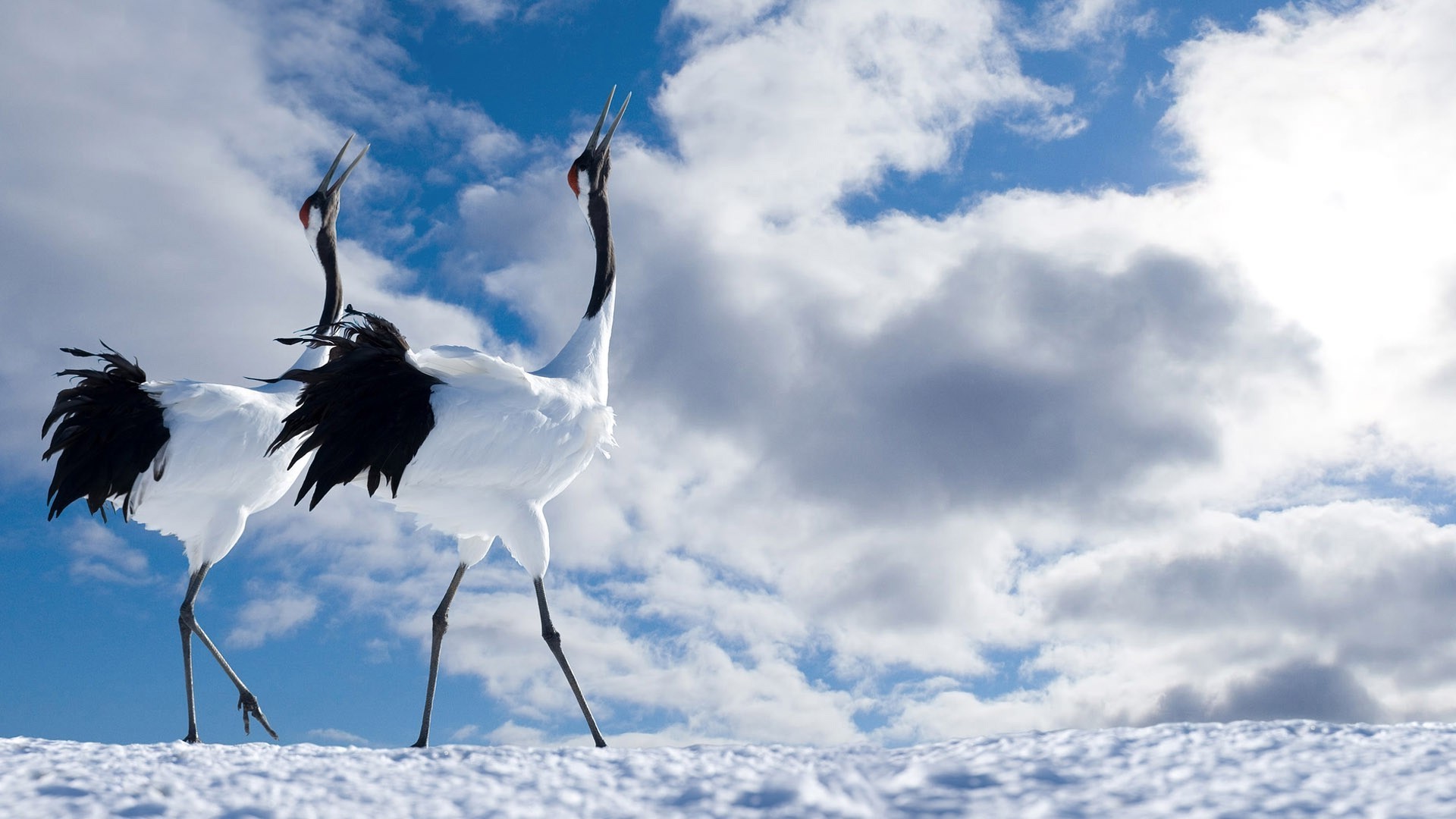 animals nature bird sky outdoors flight summer