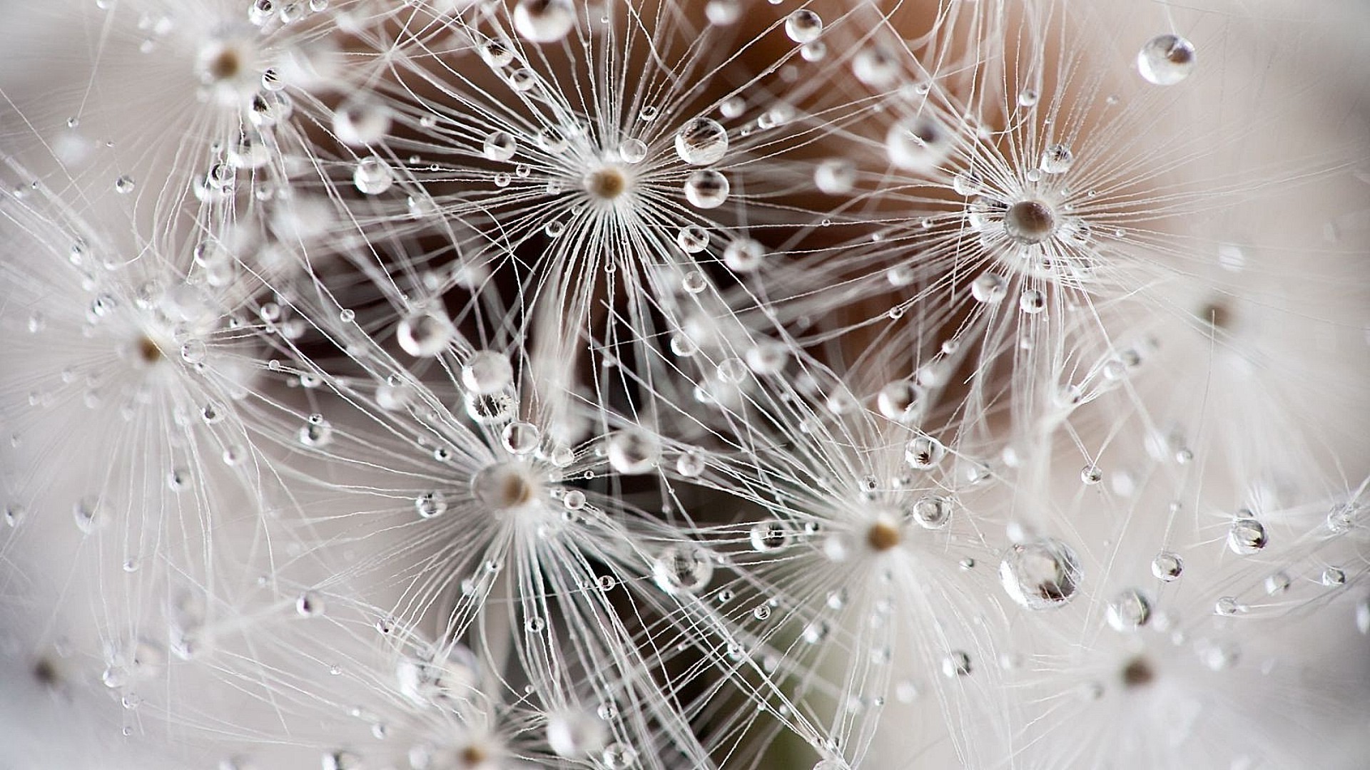 gotas y agua diente de león naturaleza rocío luz brillante escritorio resumen lluvia gota agua primer plano semilla brilla