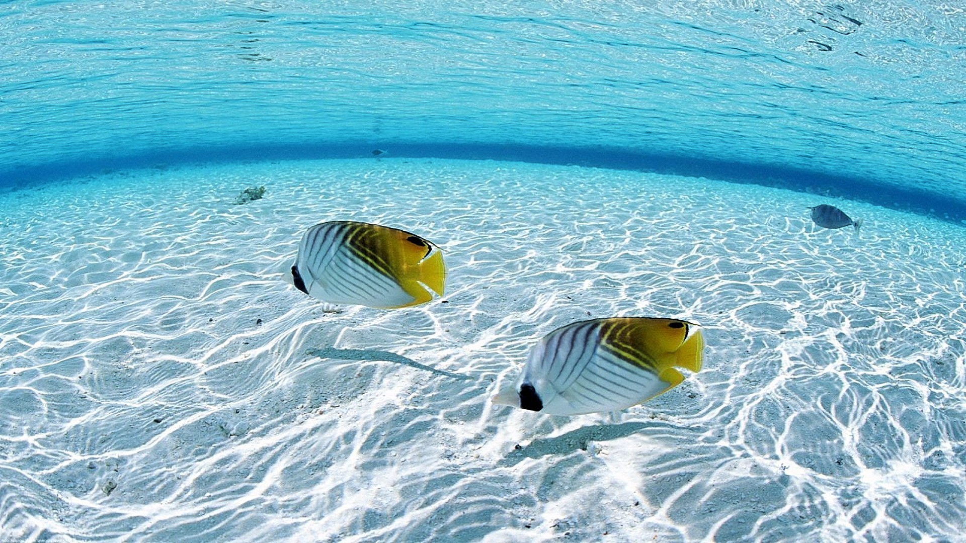 animals water ocean sea tropical travel nature swimming underwater turquoise vacation beach leisure sand summer