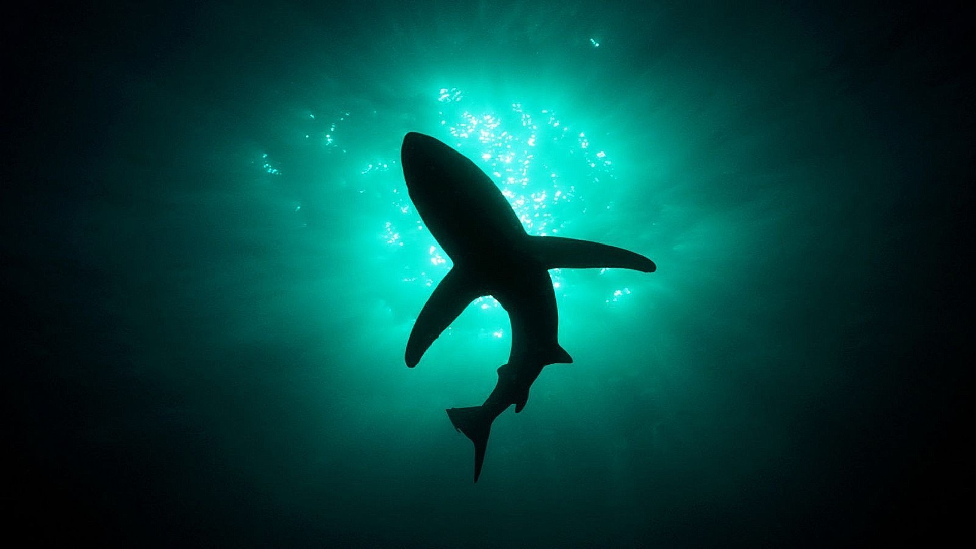 animaux sous-marin poissons requin océan eau mer natation