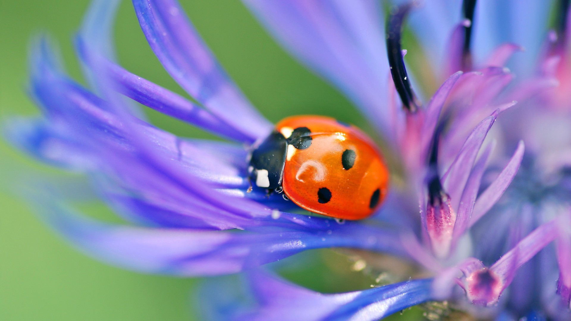 verão natureza inseto flor folha pequeno ao ar livre flora