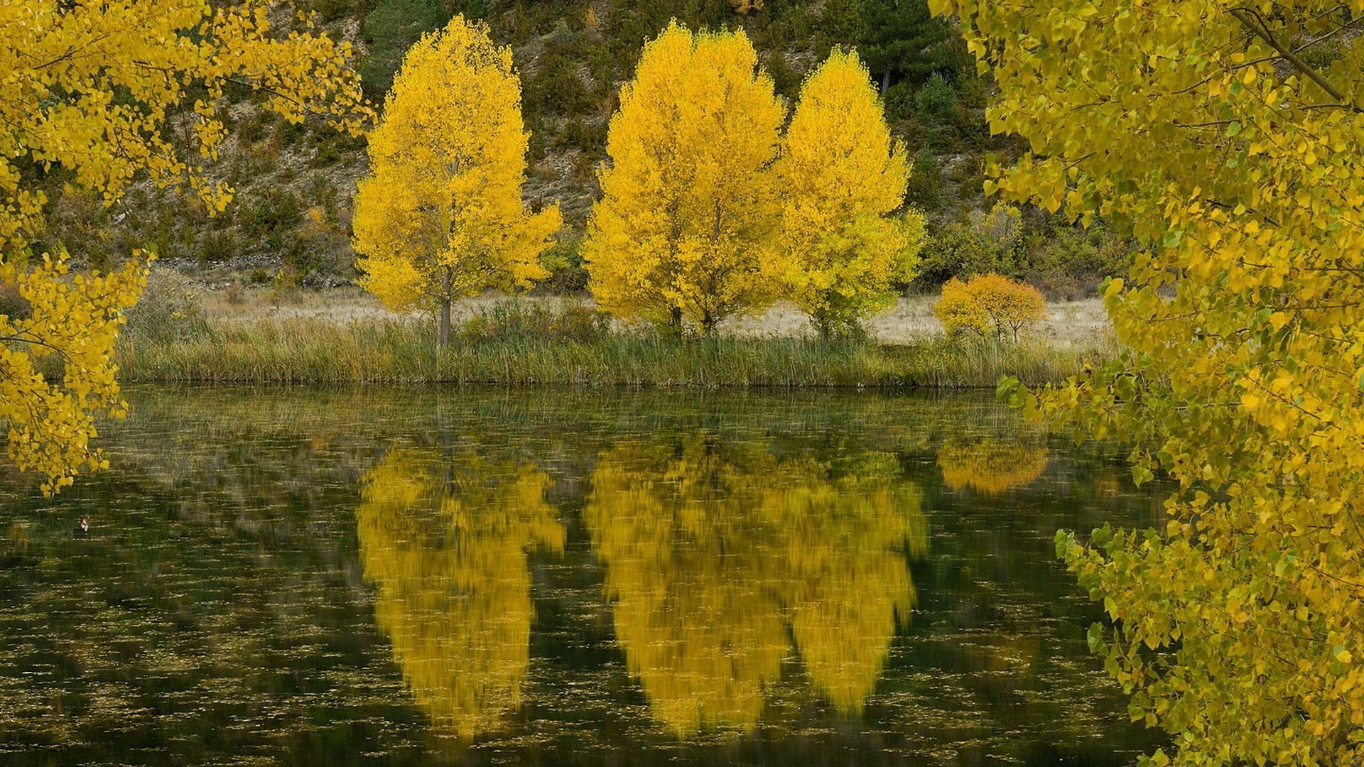 otoño otoño hoja madera árbol naturaleza paisaje temporada al aire libre escénico parque oro lago paisaje agua brillante color luz del día campo buen tiempo