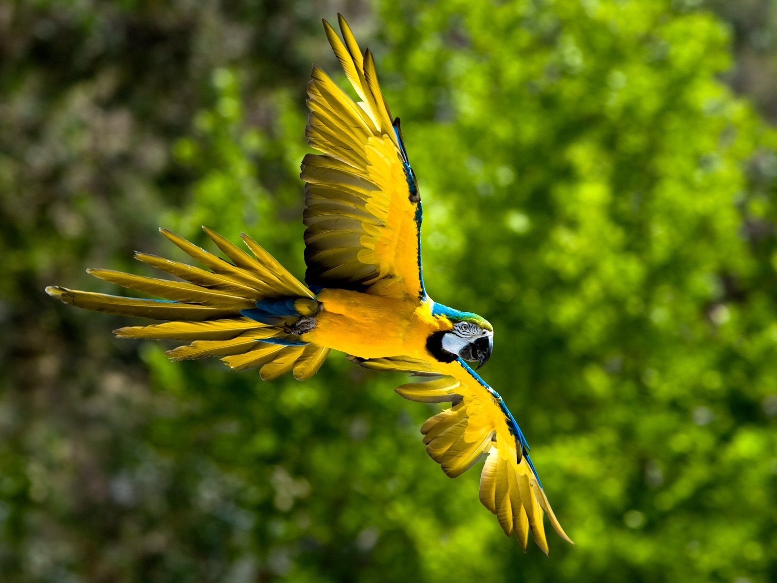 tiere vogel tierwelt natur feder papagei tier schnabel flügel wild flugzeug im freien fliegen