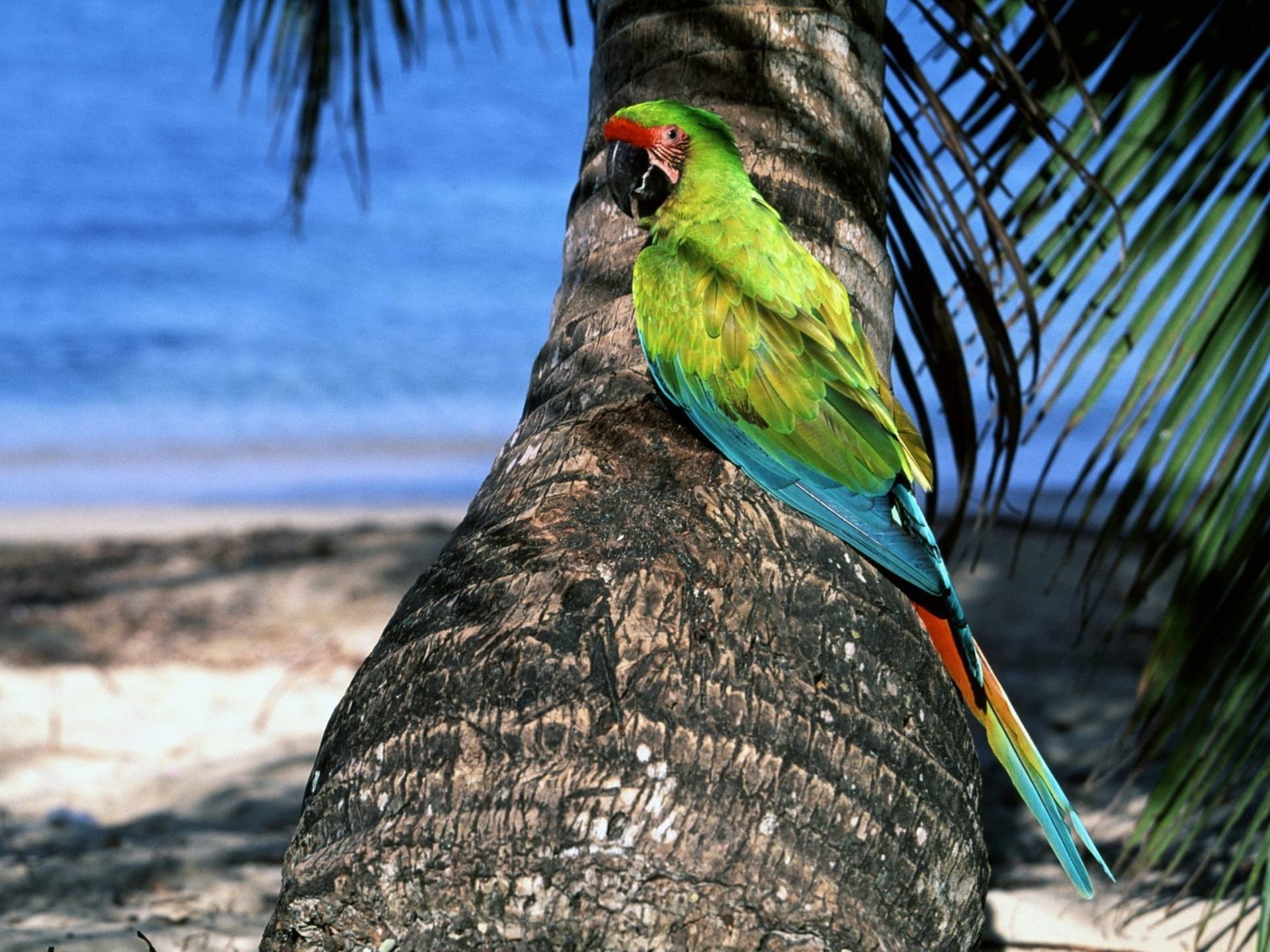 animals bird nature tropical feather wildlife color exotic beak beautiful animal wing parrot outdoors wild bright avian