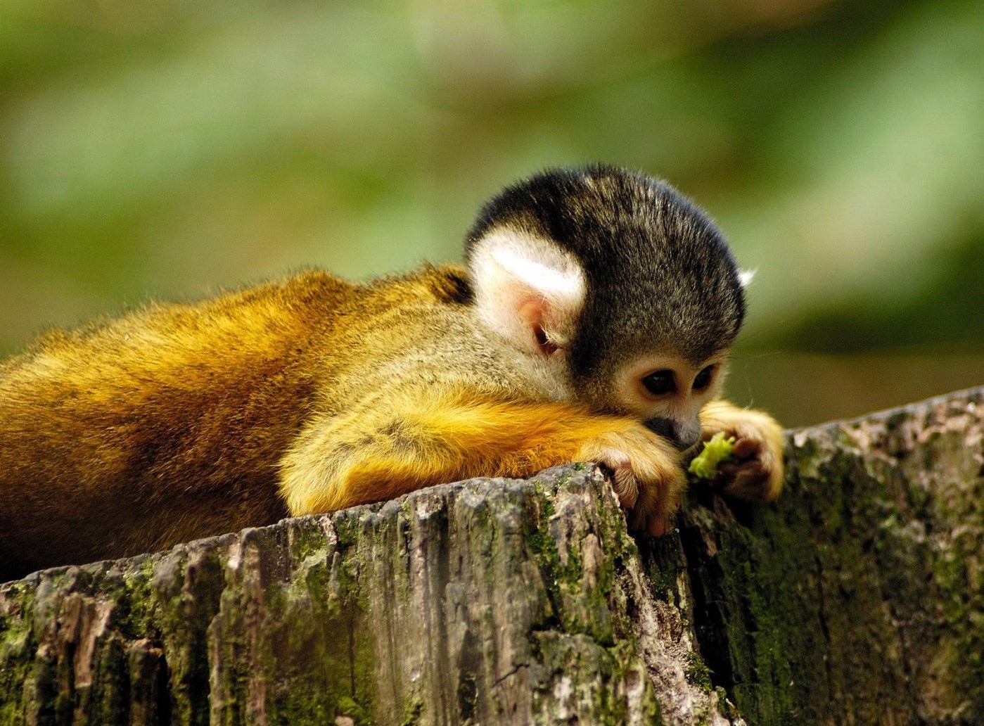 primaten tierwelt säugetier tier natur wild niedlich eichhörnchen fell wenig holz baum im freien zoo sitzen affe ansicht porträt kind flauschig