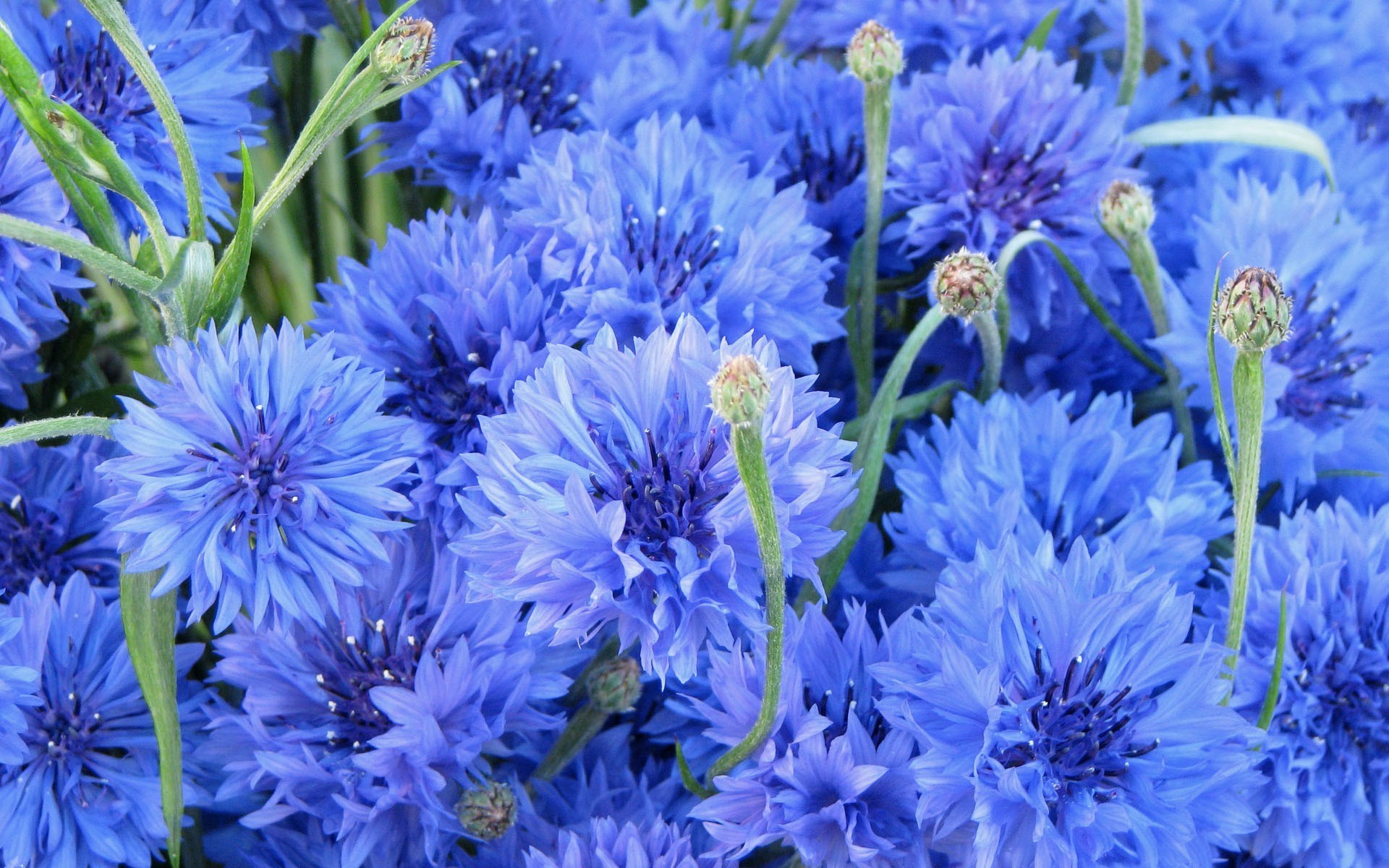 flowers flower nature flora blooming garden floral petal summer leaf growth bouquet color bright head close-up field freshness season cornflower