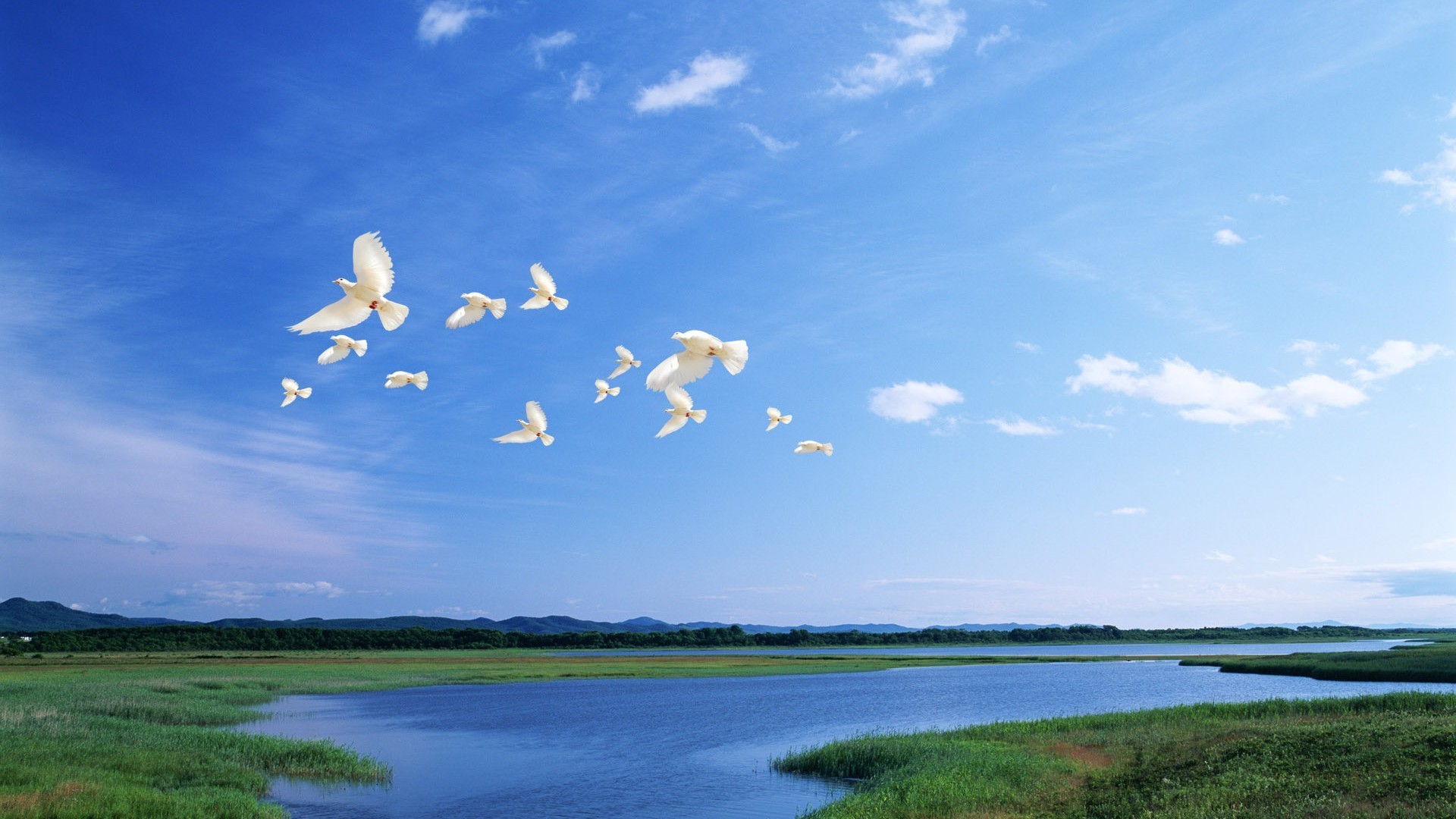 animals water landscape outdoors sky nature lake daylight tree summer river reflection travel grass