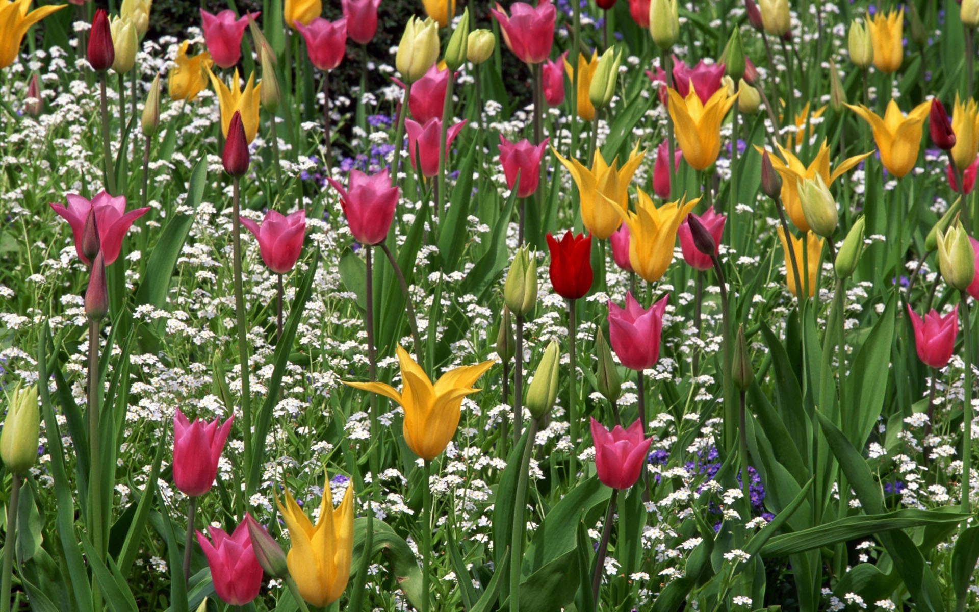 sommer blume natur tulpe garten flora blatt ostern blumen blütenblatt hell blühen saison feld farbe wachstum blumenstrauß gras lampen