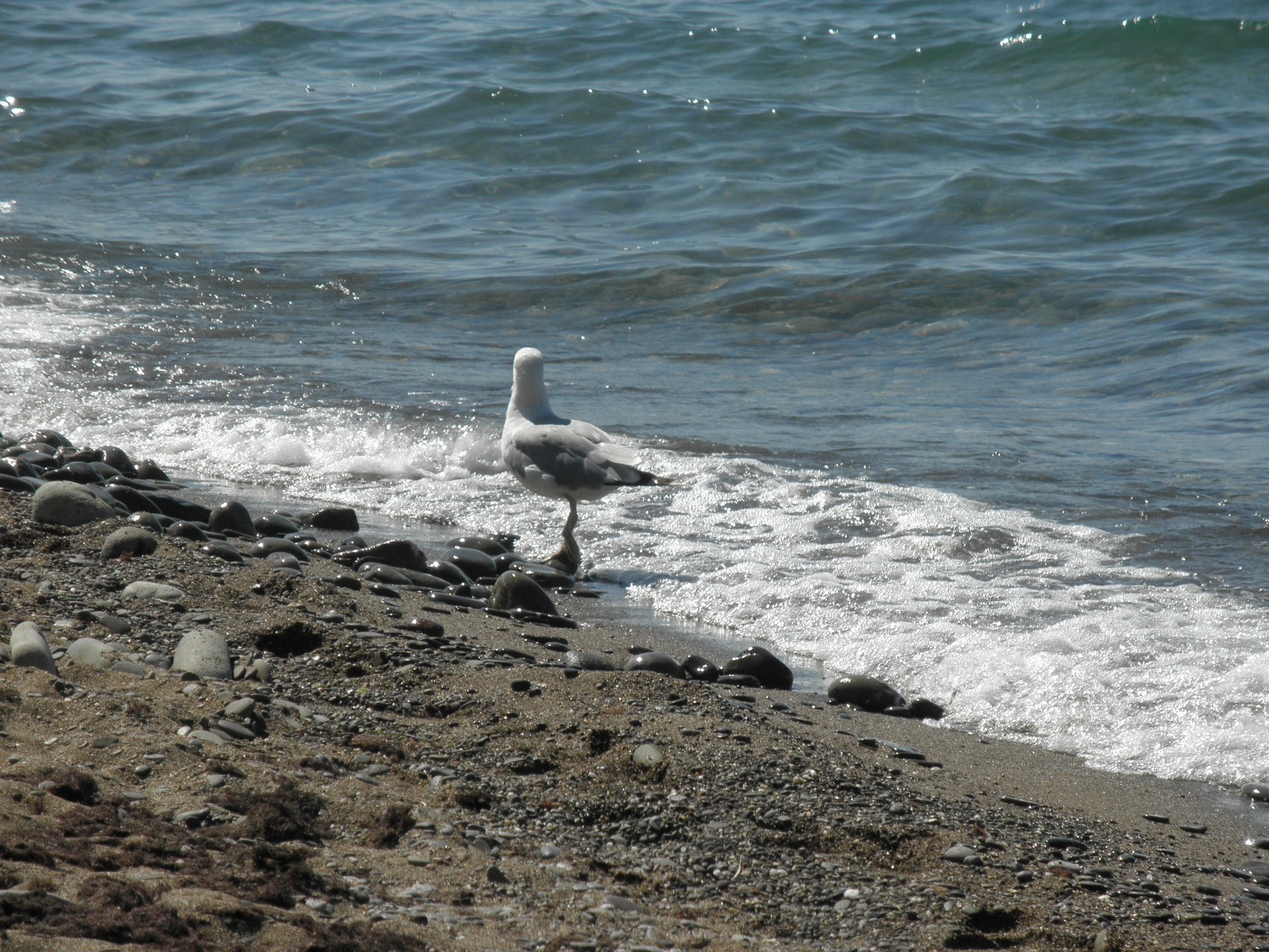 animals water sea ocean bird beach seashore surf seagulls nature outdoors wave shore foam travel tide sand wildlife rock summer