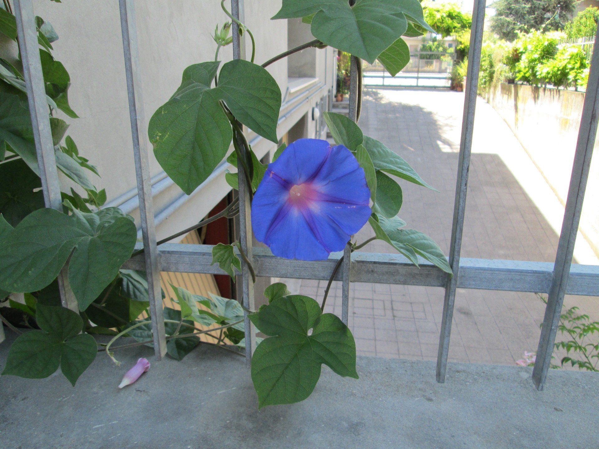 flowers flower flora leaf garden nature summer growth outdoors tropical bright color daylight