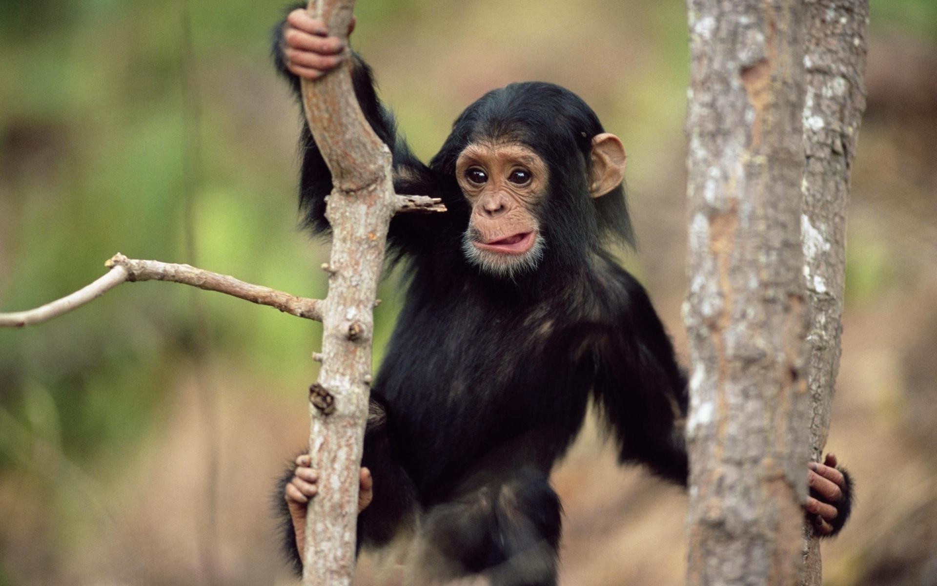 primatas mamífero vida selvagem natureza primata madeira macaco selva selvagem árvore ao ar livre retrato fofa careta animal pele