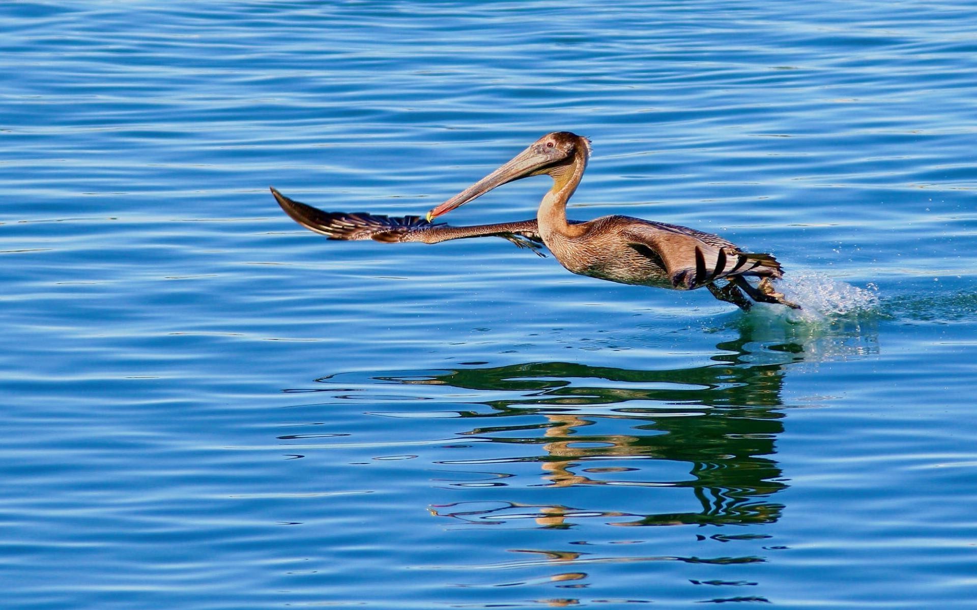 animals water bird nature wildlife swimming lake wild outdoors pelican animal sea