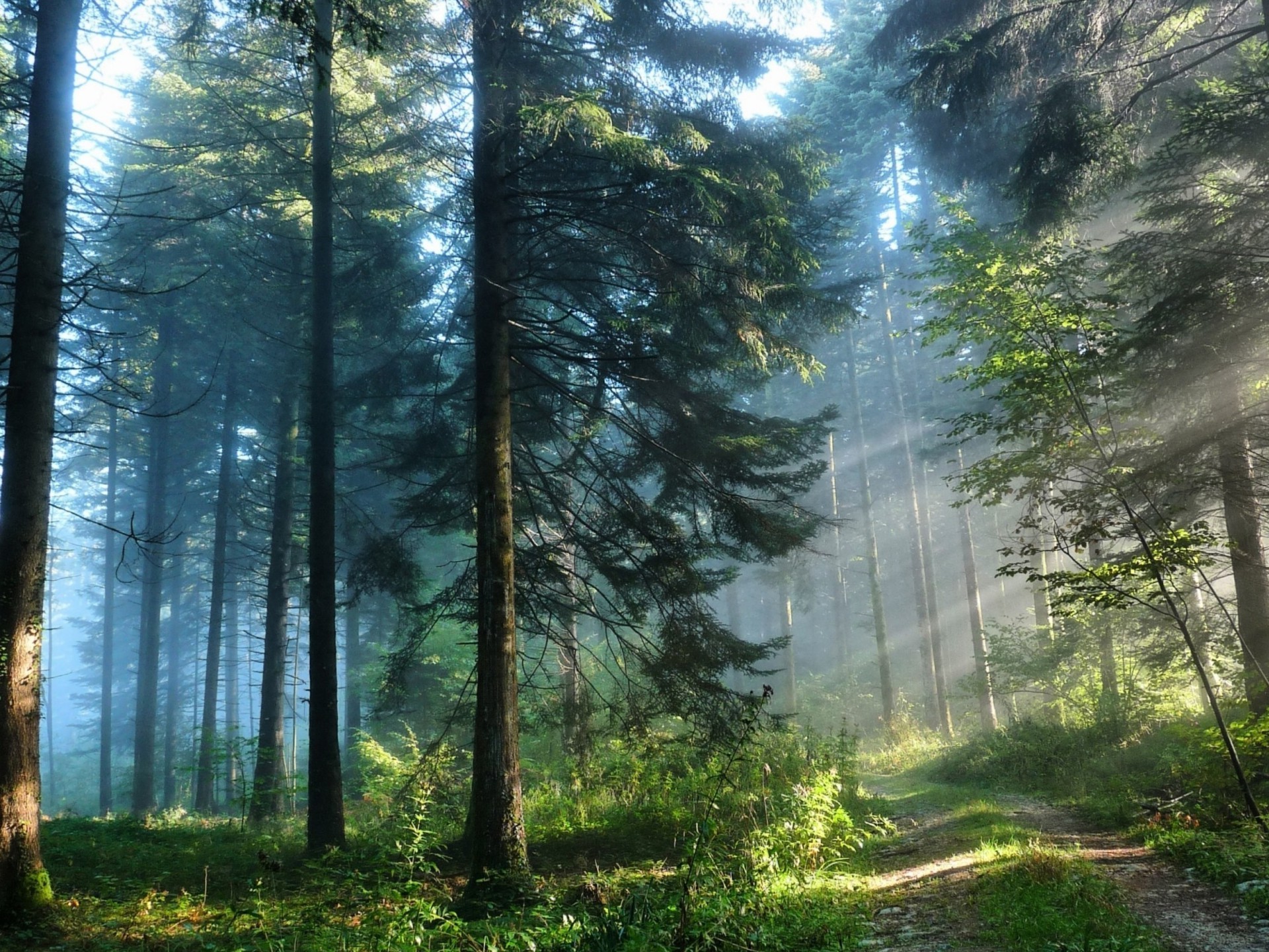 forest mist wood fog nature dawn sun landscape tree fair weather sunbeam outdoors leaf light park fall summer lush grass environment