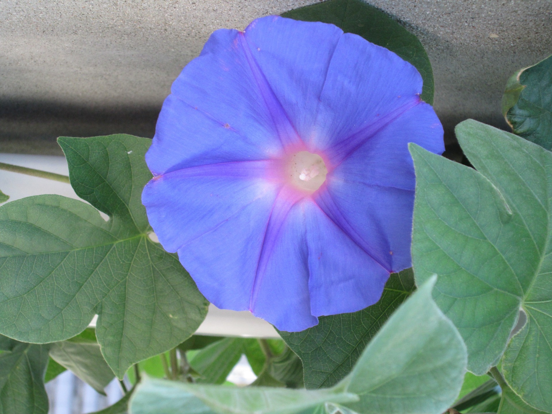 flowers nature flora flower leaf summer color garden bright close-up growth blooming floral beautiful tropical