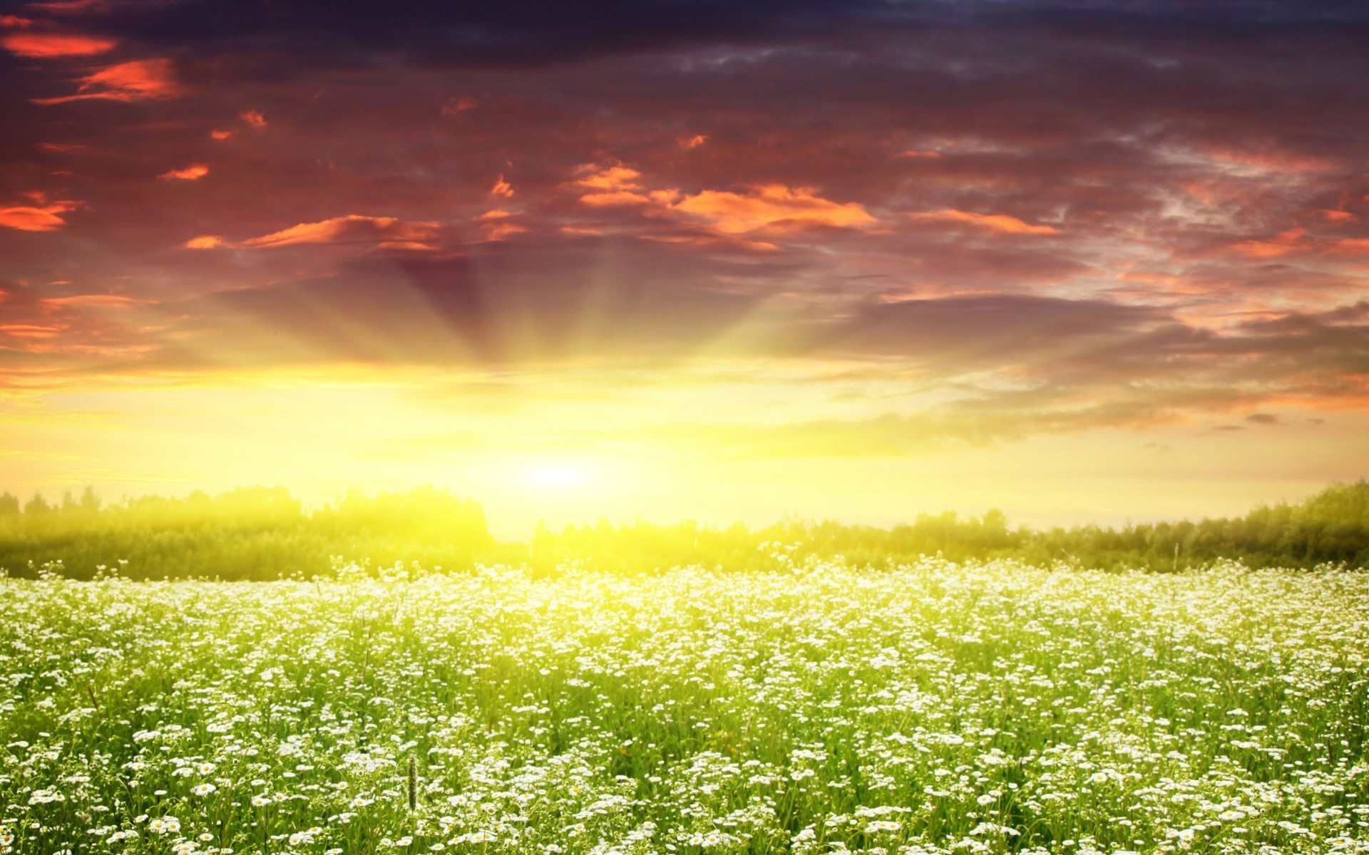 природа цветы трава мельниц восход солнце скачать