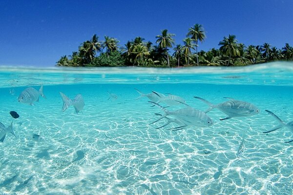 Ilha tropical no meio do oceano, muita água e peixes nadam