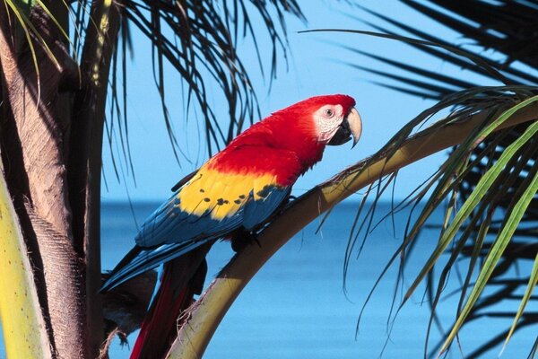 Loro multicolor en el fondo de la naturaleza tropical