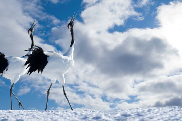 Tierwelt. Strauße sind auch ein Vogel