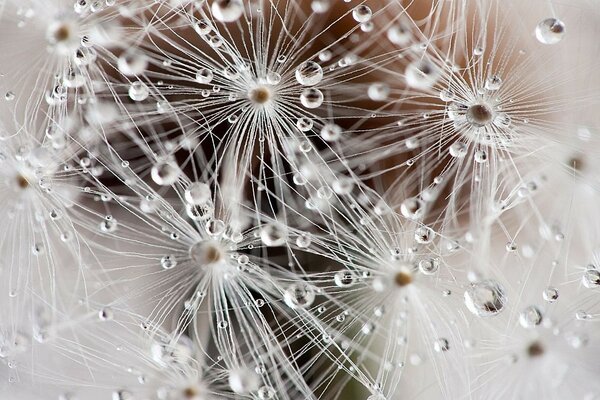 Solo la naturaleza puede crear una obra maestra de una gota de agua y un diente de León