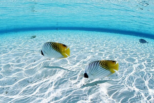 In the tropical ocean, the serene inhabitants