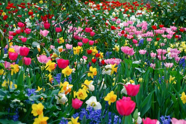 Photo d un champ avec des tulipes colorées