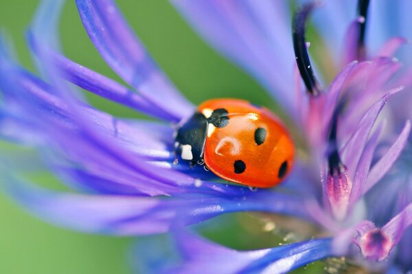 Coccinelle sur une fleur pourpre