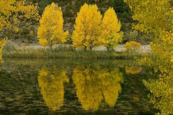 Luminoso paesaggio autunnale sulla riva del serbatoio