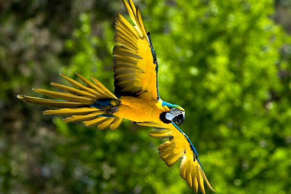 Yellow parrot on the background of wild nature